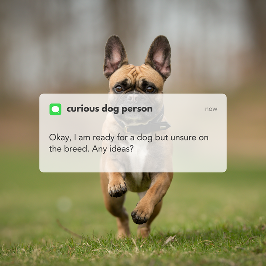 Exploring the Top 5 Dog Breeds of 2022: A Balanced Perspective on Their Suitability as Family Pets