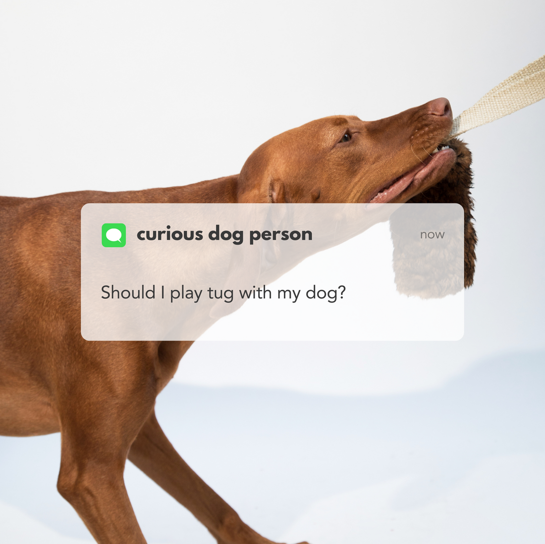 Dog tugging with a fur tug toy