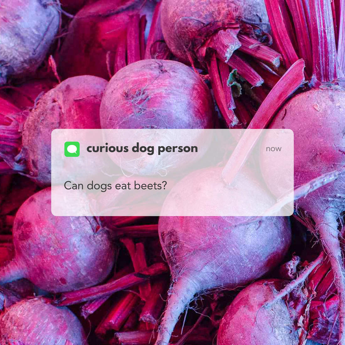 A pile of fresh whole beets with a message overlay that reads: 'curious dog person: Can dogs eat beets?'
