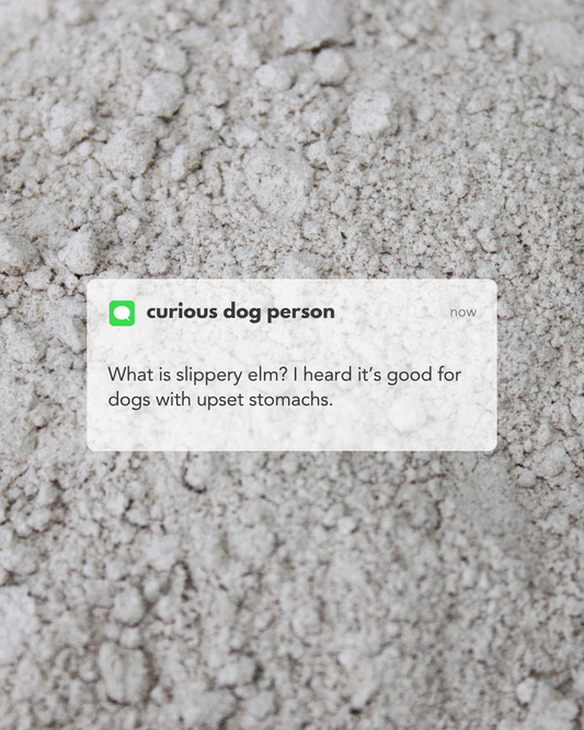 What is Slippery Elm? Can Dogs Have Slippery Elm Powder? The Unexpected Gut Soothing Herb