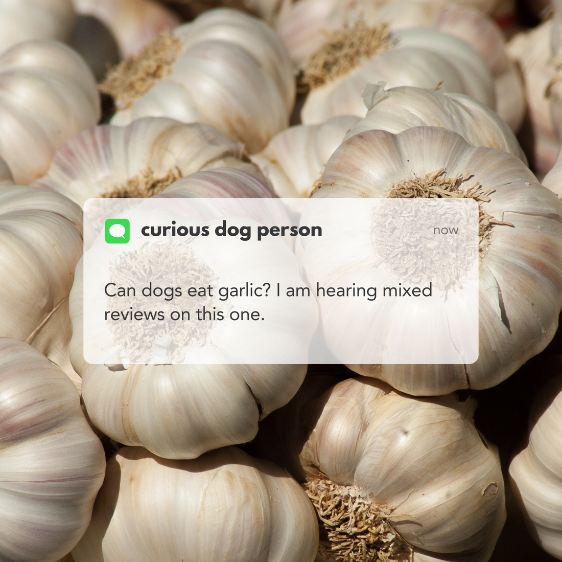 Garlic bulbs with a text overlay asking, 'Can dogs eat garlic? I am hearing mixed reviews on this one.