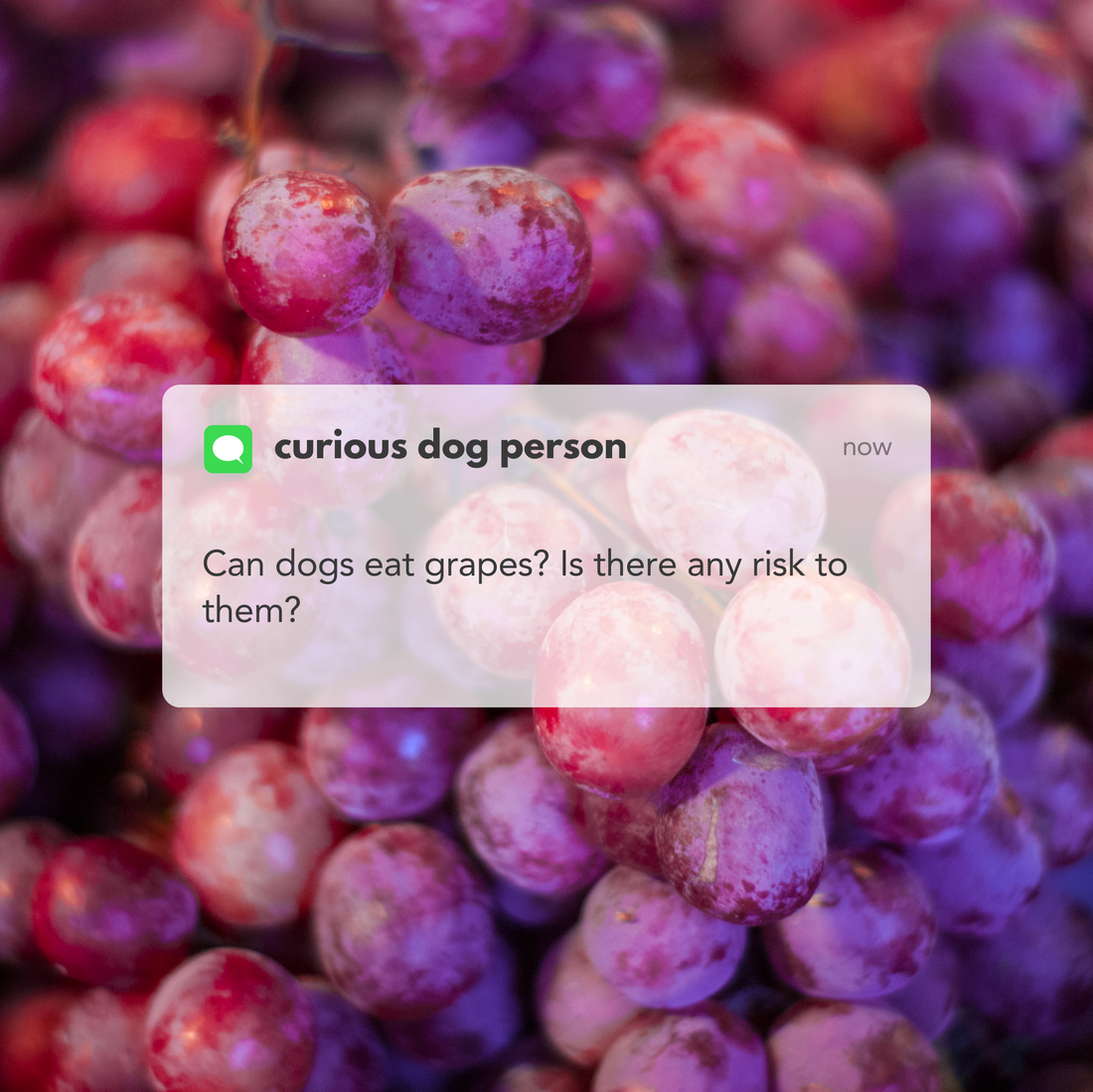 Curious dog person: Can dogs eat grapes? Is there any risk to them?