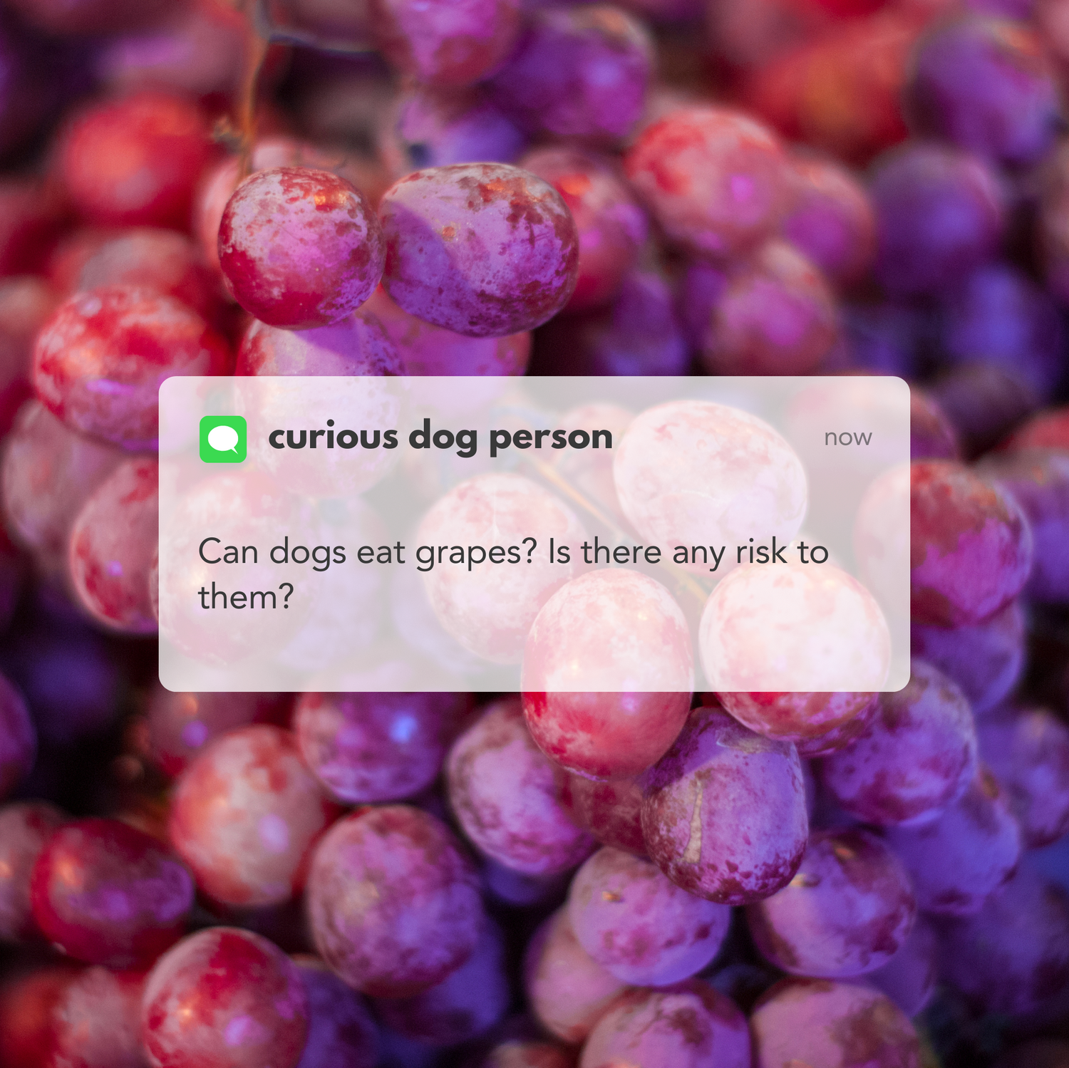 Visual Reference: Can Dogs Eat Grapes Understanding The Risks And What To