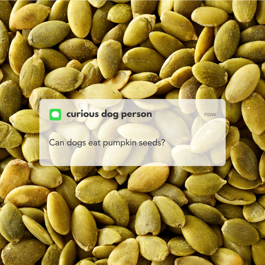 A close-up of green pumpkin seeds with a text overlay that reads, "Curious dog person: Can dogs eat pumpkin seeds?