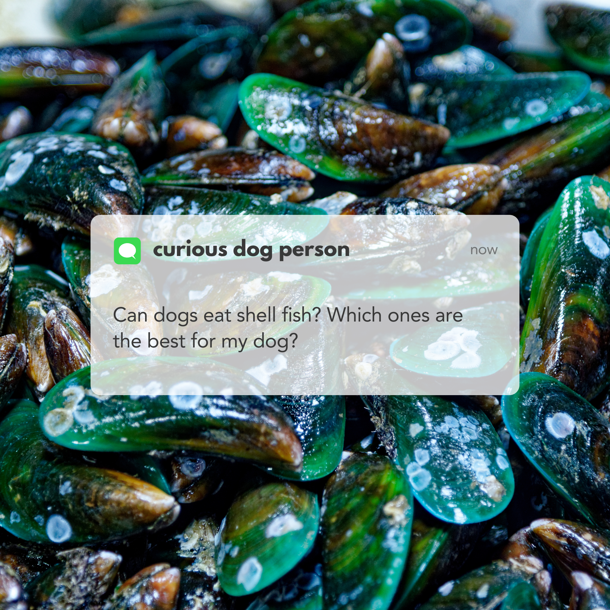 Can Dog's Eat Shell Fish? Which Ones? Canine Nutritionist Does a Deep ...