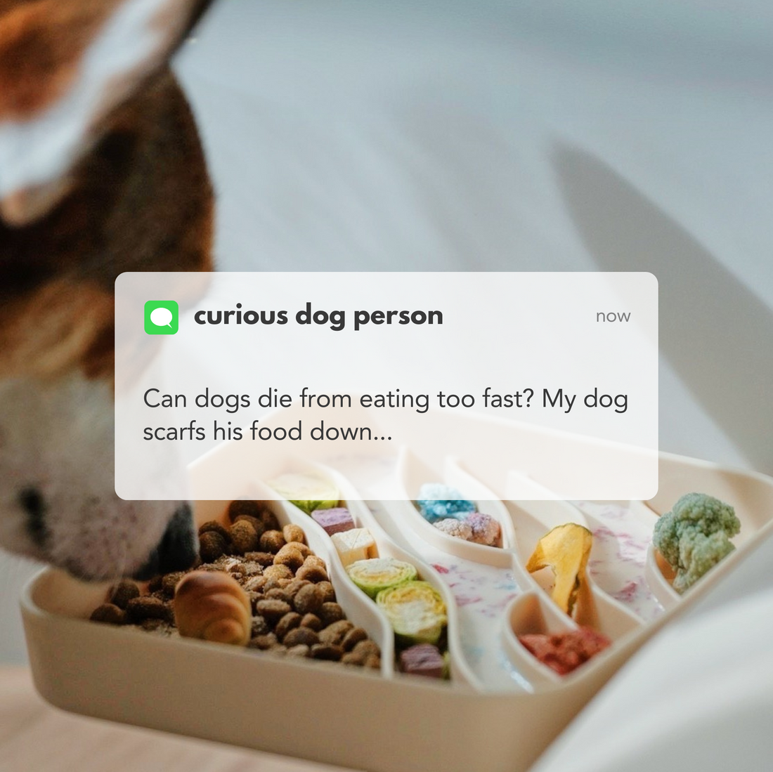 Can Dogs Die From Eating Too Fast? Understanding the Risks and Solutions