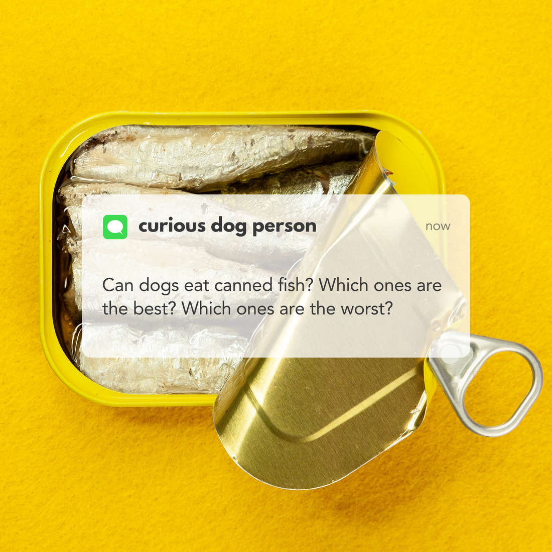 Canned fish for dogs