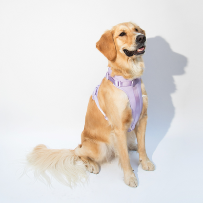 dogged basics harness - lavender