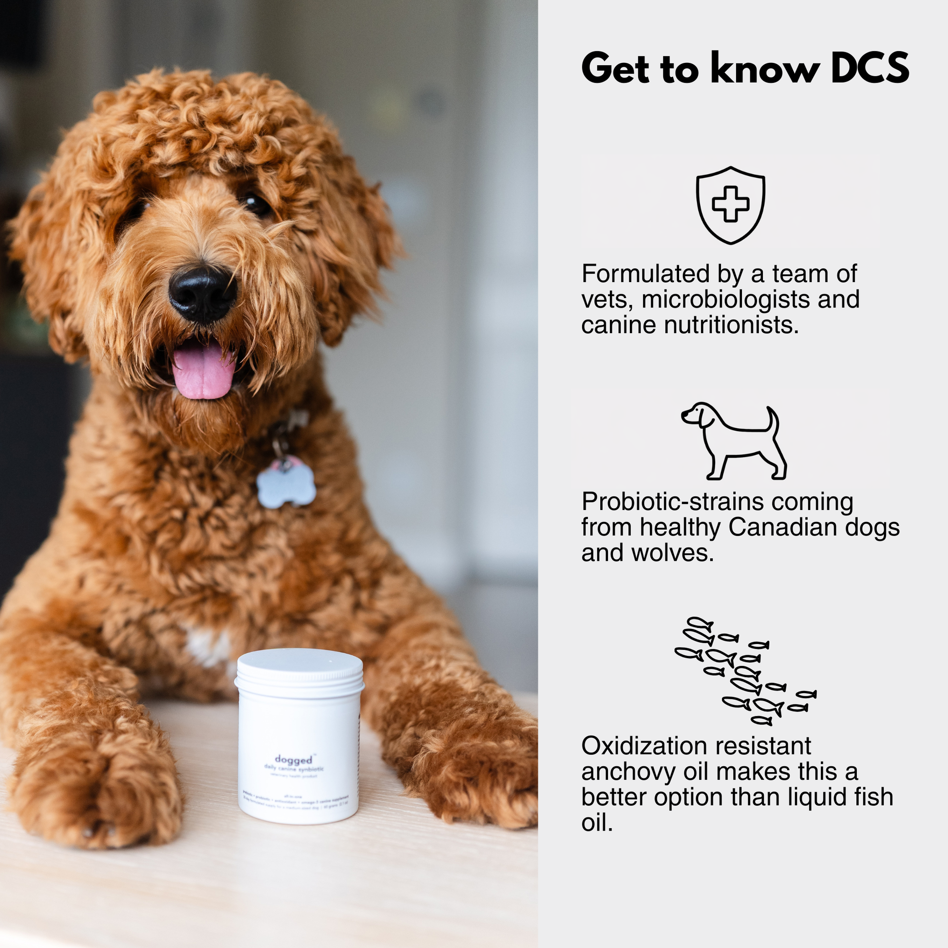Happy Goldendoodle dog sitting with Dogged Daily Canine Synbiotic – vet-formulated dog probiotic and omega-3 supplement with species-specific Canadian probiotic strains and oxidation-resistant anchovy oil