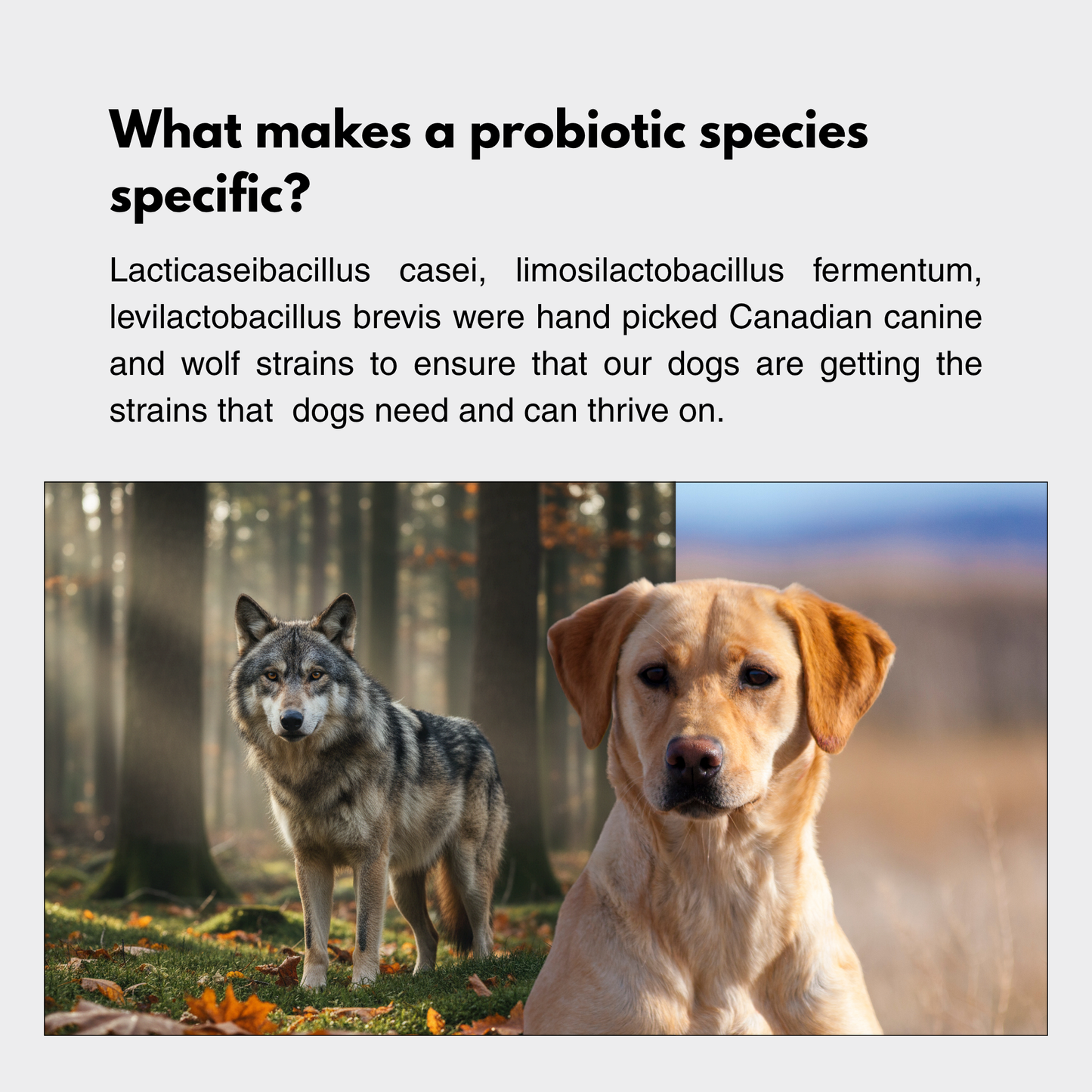 Infographic explaining species-specific dog probiotics – Lacticaseibacillus casei and Limosilactobacillus fermentum strains sourced from Canadian dogs and wolves for canine gut health