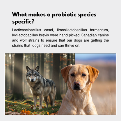Infographic explaining species-specific dog probiotics – Lacticaseibacillus casei and Limosilactobacillus fermentum strains sourced from Canadian dogs and wolves for canine gut health