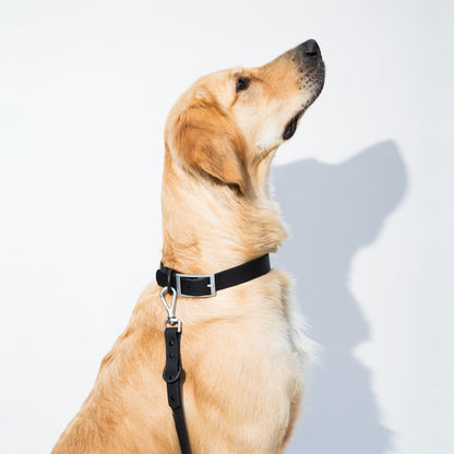 dogged basics leash - black