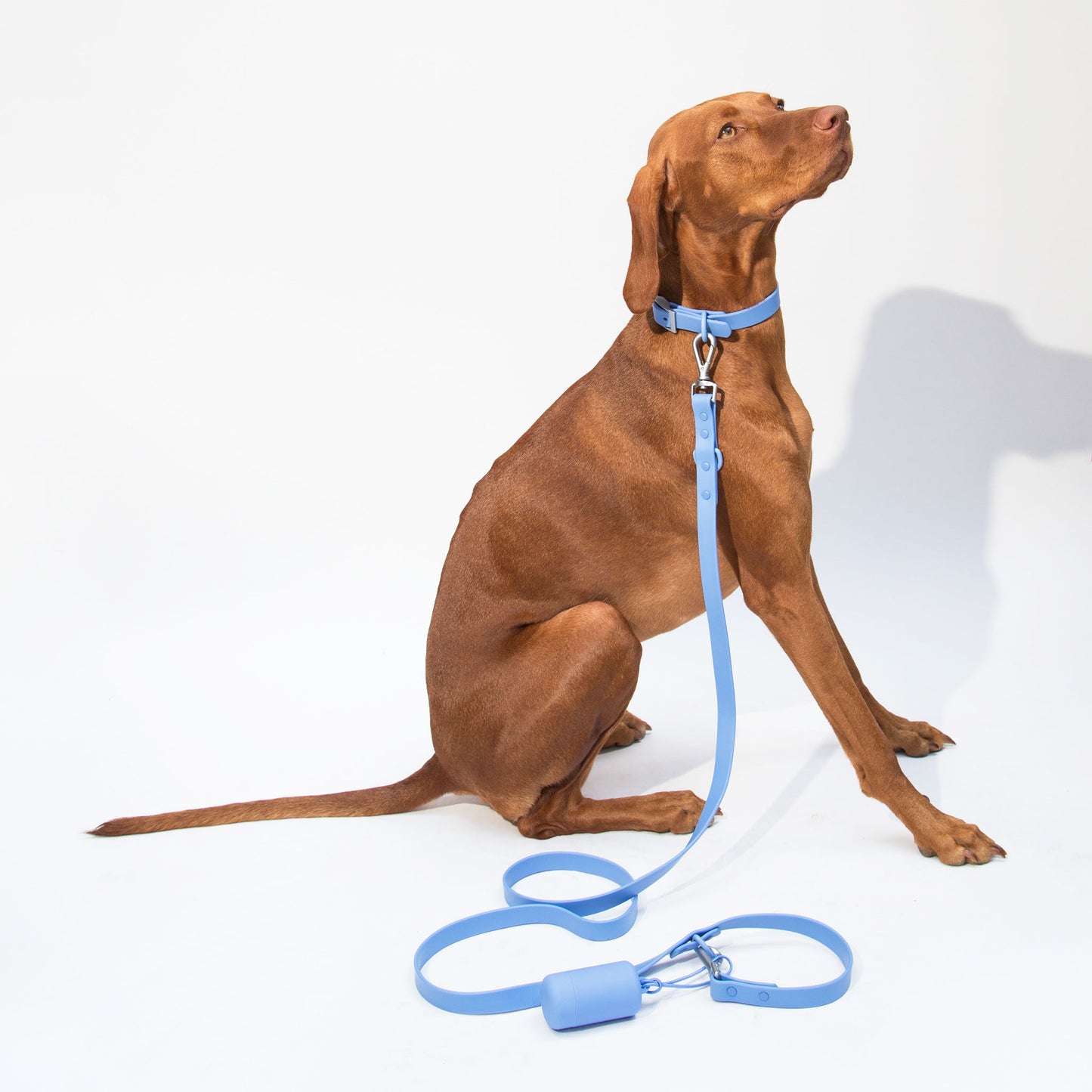 dogged basics leash - periwinkle