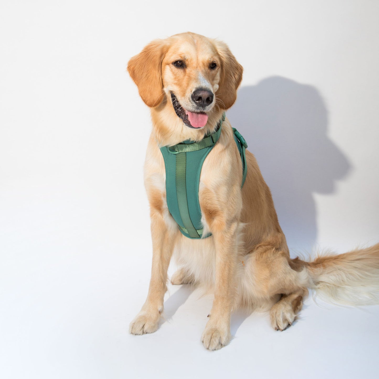 dogged basics harness - clover