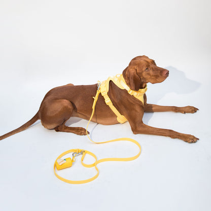 dogged basics leash - sunflower