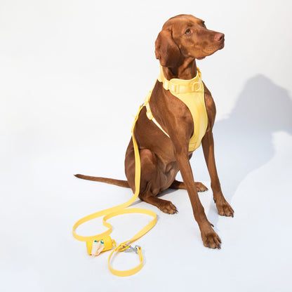 dogged basics harness - sunflower