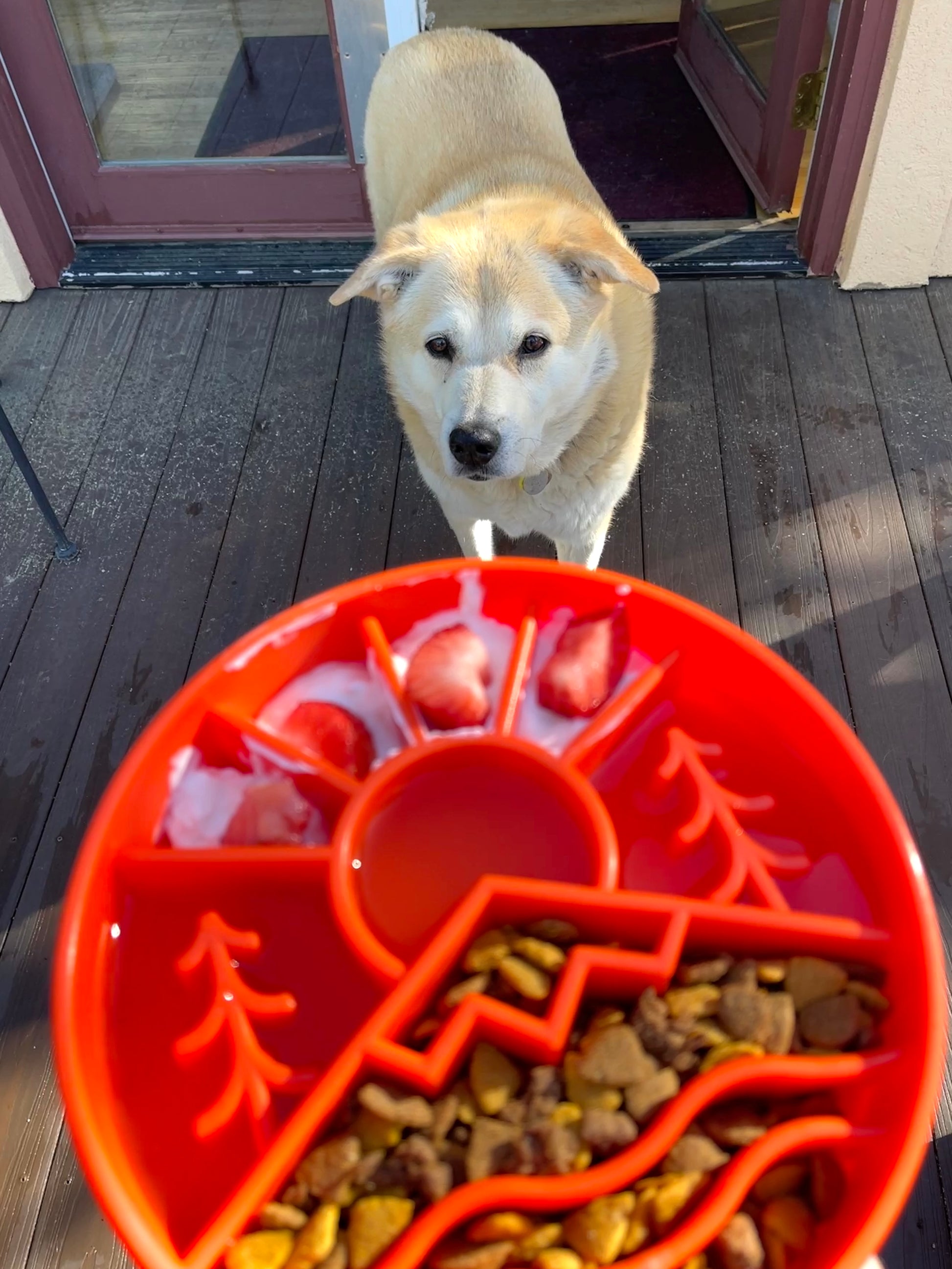 Snuffle Mat vs. Slow Feeder Dog Bowl: Which is Better?