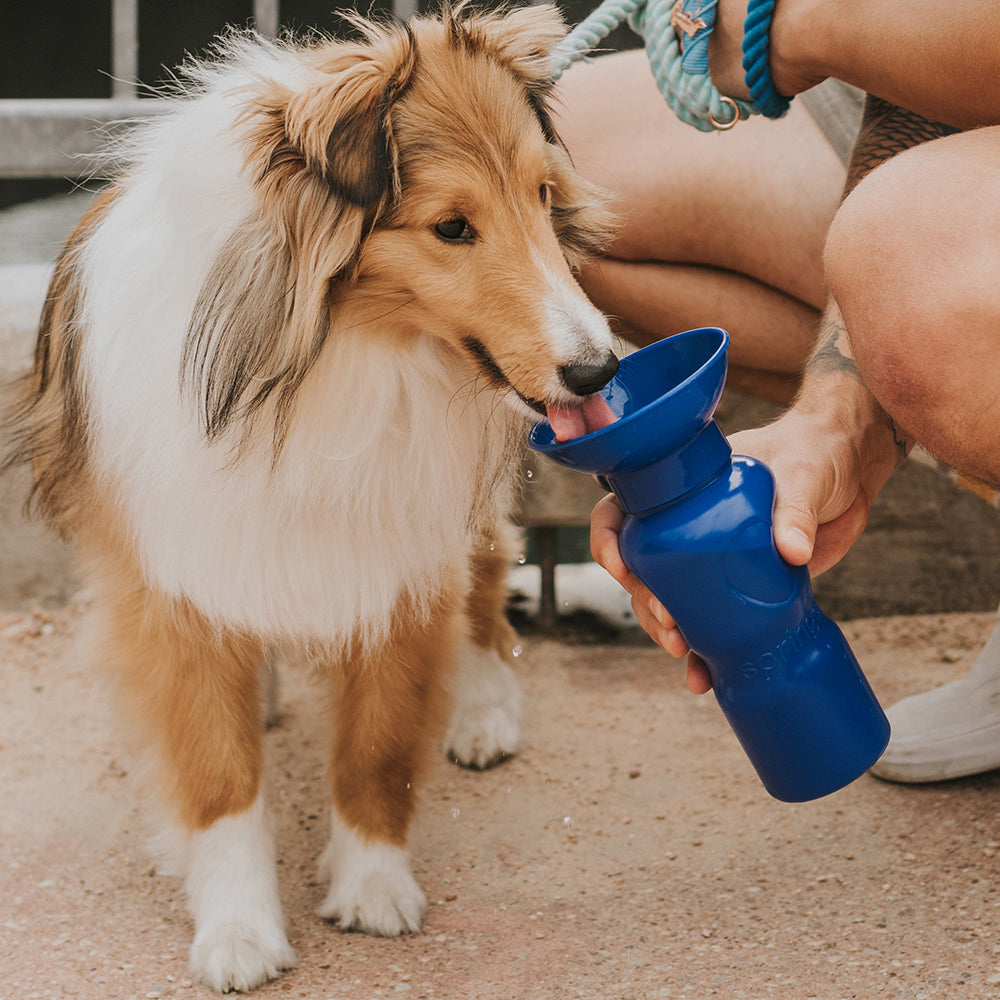 Classic Dog Travel Water Bottle