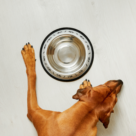 Dog Nutrition Consultation