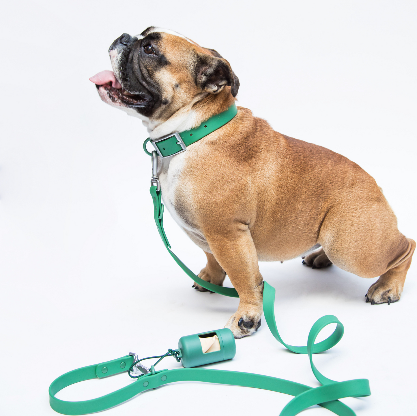 dogged basics collar - clover