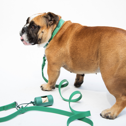 dogged basics leash - clover