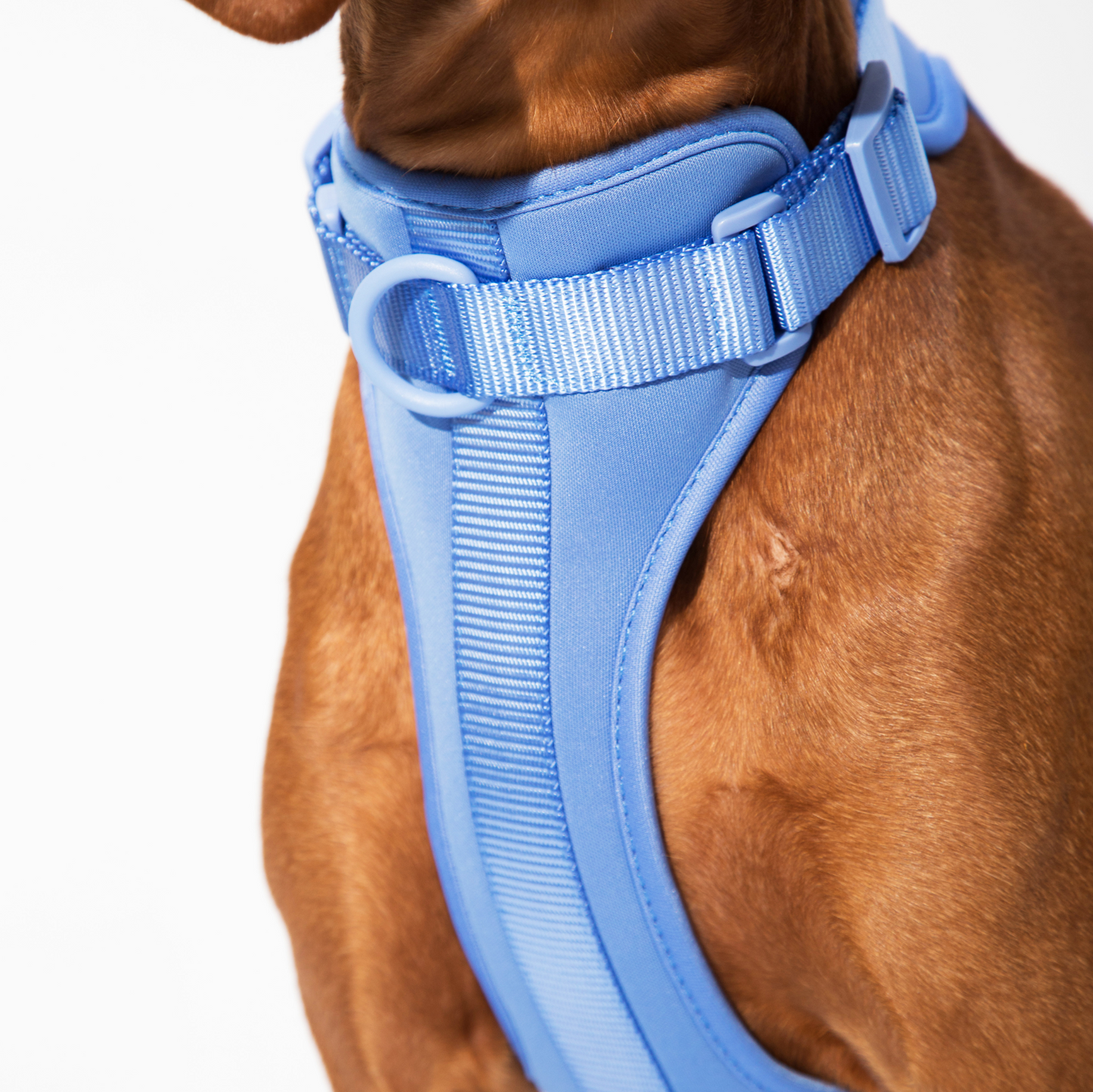 dogged basics harness - periwinkle