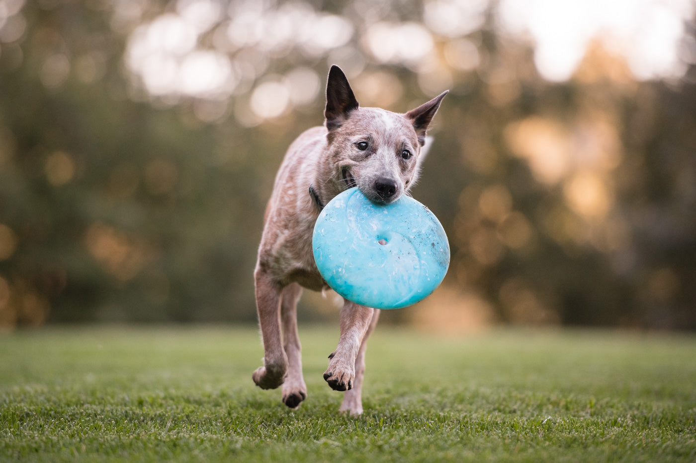 P.L.A.Y. - ZoomieRex Floatable Dog Frisbee Disc